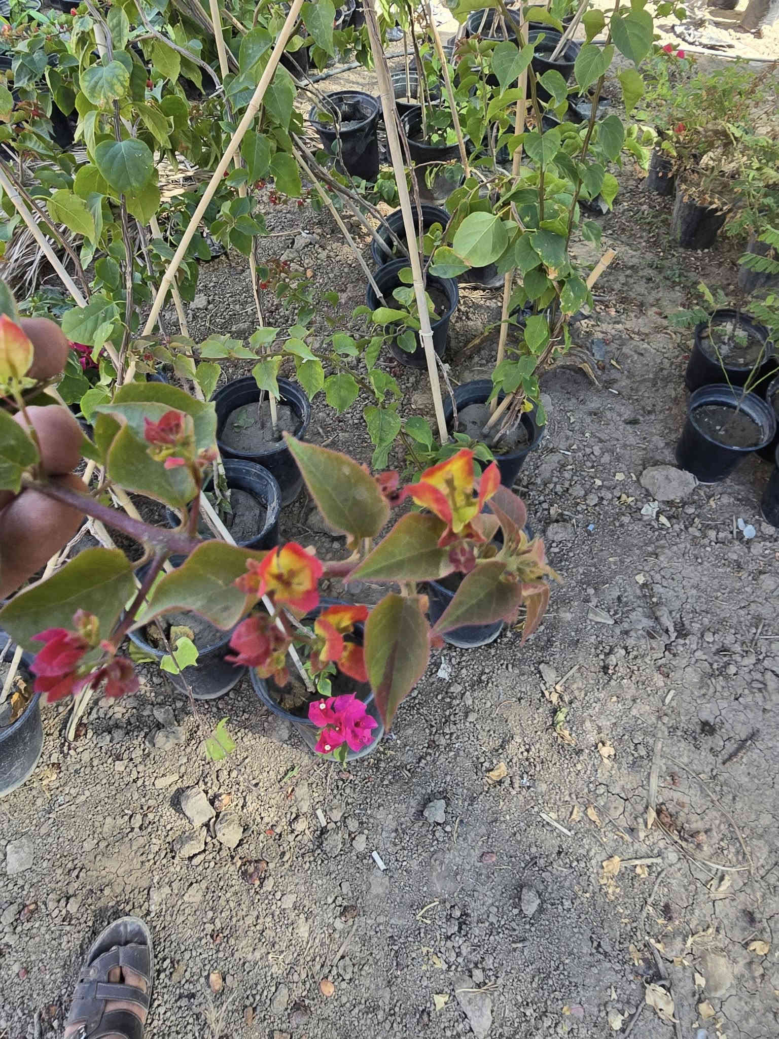 السلام عليكم اهلنا
توفرت شتلات جهنمي متسلق الوان نادرة
الشعله الذهبيه ٥الى ٧ الوان ارتفاع مترين مزهرة 
الاحمر الدموي ارتفاع من متر ونص لل مترين 
البنفسجي ارتفاع متر ونص 
وتوجد جميع النباتات الخارجيه نباتات الزينه والمثمرة 
للاستفسار مراسله الصفحه او الاتصال ***********وات ساب 
ملاحظه التوصيل داخل المحاويل مجان
