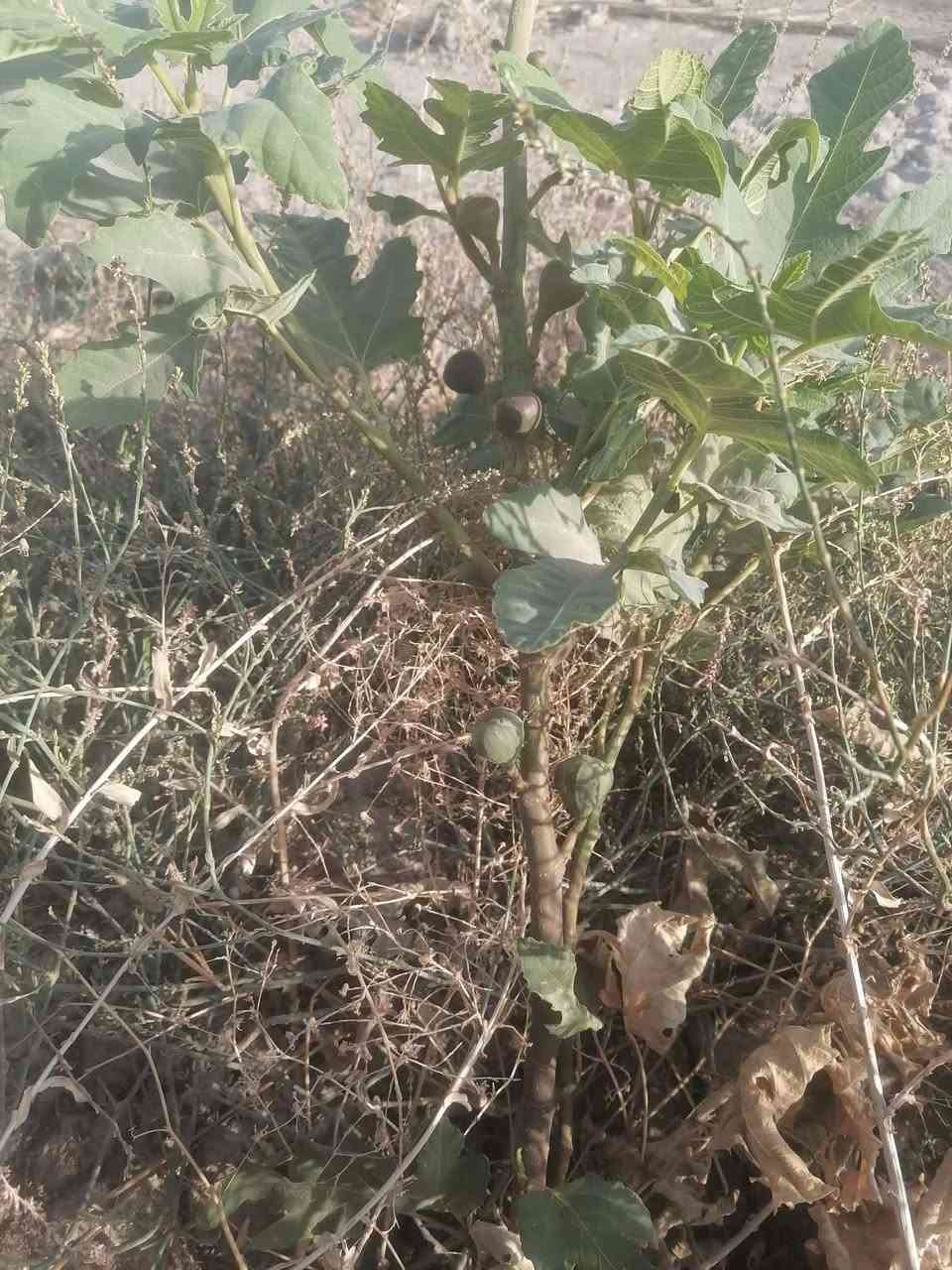 عندي دونم يم المجمع البناني  داخله بالتوزيع بس بستان وبي هيكل ومسوي بي وصل السعر 20وب
بيه نخل وتين وعب وشجار ضليه


**إذا كنت صاحب هذا الإعلان وتريد حذفه لأي سبب، رجاءا أرسل رسالة إلى الدعم الفني**