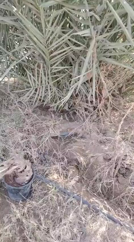 تال خستاوي بلاش بس  جيب شالوع  تعال الي اريد يتصل ع هذا رقم ***********
