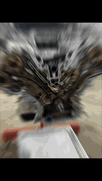 ورشة الأخوين • فحص كمبيوتر • تويوتا 1UR 3UR