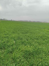 يوجد دوانم طابو ملك صرف للبيع منطقة أبي غريب حميد شعبان الأسعار حسب ال...