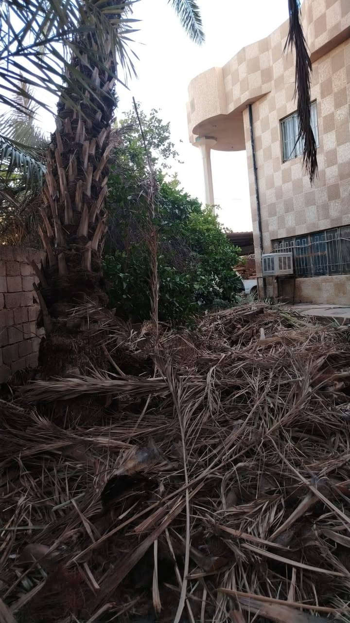 السلام عليكم  . متوفر سعف نخل كميه الي يحتاجه الله محيي


**إذا كنت صاحب هذا الإعلان وتريد حذفه لأي سبب، رجاءا أرسل رسالة إلى الدعم الفني**