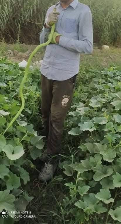 يوجد لدينا بذور لوبيا افيئر يطاليه ستندر شركه نتاجيه خير من الله تحمل حراره الصيف جدن عاليا وخيار عطر زي سباني متعهده *********** وبذور بانيا فرنسيه بنت القوطيه
