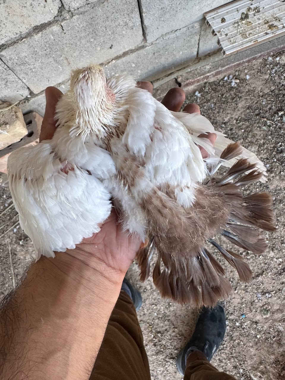 متاح زوجين  إسبانيات رس واحد زوج مبيض ويه تك زغير وزوج مطوردت سعر 120 الف عنوني تكريت التواصل فقط على الخاص مفتوح


**إذا كنت صاحب هذا الإعلان وتريد حذفه لأي سبب، رجاءا أرسل رسالة إلى الدعم الفني**