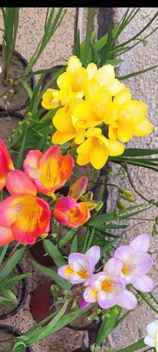 محبي االابصاال 

وفرناا ابصال فريزيا
 ذات رائحة مذهلة  عطريه 
توفت  بعده االواان 

عنوان / تقاطع سبعة نيسان


**إذا كنت صاحب هذا الإعلان وتريد حذفه لأي سبب، رجاءا أرسل رسالة إلى الدعم الفني**