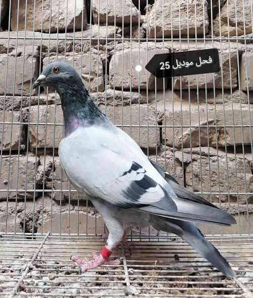 #متاح #مكاني_بغداد_مدينة_الصدر 
ماعندي حجز ولا توصيل 
للاتصال *********** متوفر خاص واتساب
