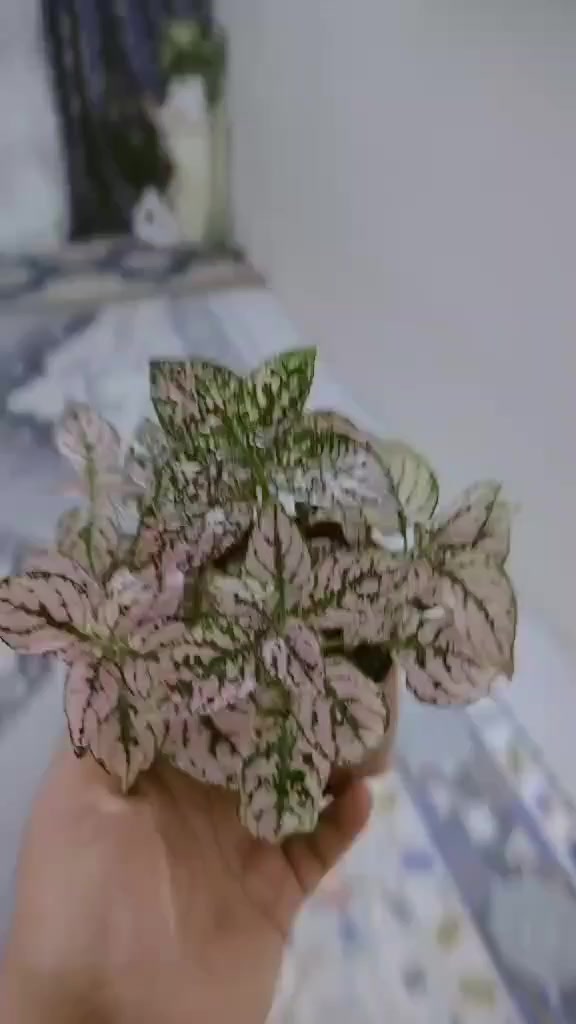 تصوير زبونتي للنباتات من بيتها 
مليون عافيه ،وعاشت ايدج علئ ترتيب


**إذا كنت صاحب هذا الإعلان وتريد حذفه لأي سبب، رجاءا أرسل رسالة إلى الدعم الفني**