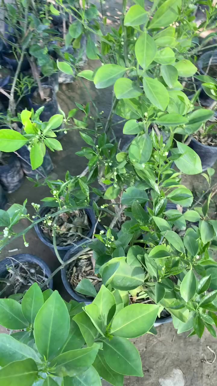 🌹زبائن صفحة مشتل ديالى 
 عن توفير مجموعة جميلة من نباتات الزينة 🏡والخارجية  💐
 👇وكل مايتعلق بها من
 (🪴اسمدة بمختلف الانواع، مبيدات 🐛زراعية،  تربة زراعيه. ، سنادين بلاستك  ) 

للطلب ومعرفة الاسعار والتفاصيل يرجى مراسلة الصفحة 
أو الاتصال 📞على الارقم الاتي : (***********) يوجد واتساب
