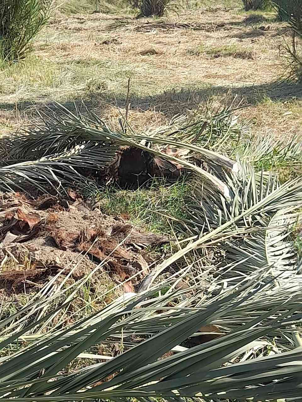 السلام عليكم يوجد لادينه فسال نخيل خضراوي مندلي وزاهدي بس فلوس الشلع   ٥  الف  هاذا رقمي ***********
