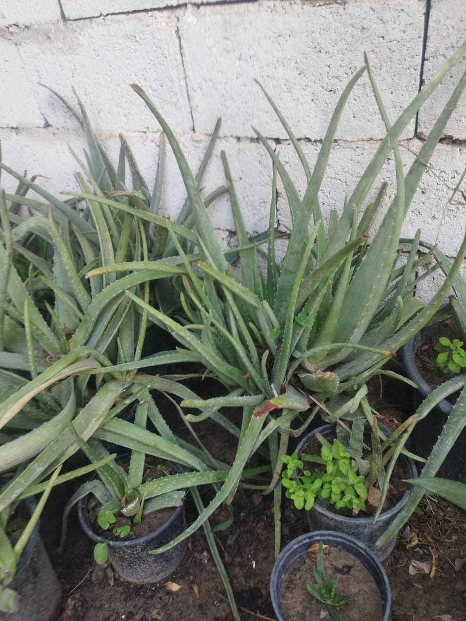 سلام عليكم 

متوفر أنواع الورد الدائمي الضلي و الشمسي 

مكاني الخالص حي الزهراء 

توصيل داخل الخالص للحجز :

***********
واتساب
