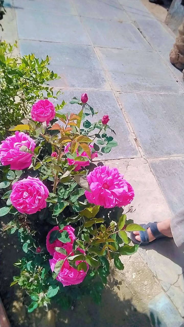 حسن لديكور ***********
عمل ديكورات درجه اولى نقشات شلال نافوره وبأسعار مناسبة
