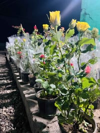 مسواك • جديد • مجاور خدمات الخضر