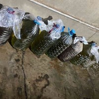 عندي نفط القاروره ١٢الف قفل تريد اتصل ٠٧٧٣١٧٦٨٠٤٥