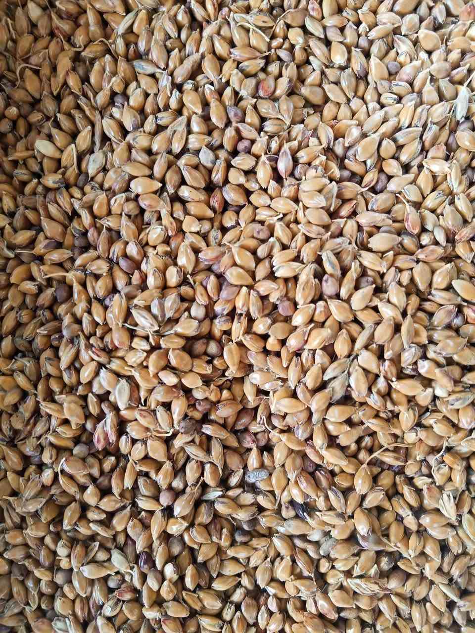 #متوفر في مكتب جنائن ذي قار البونيكام الأفغاني والبونيكام المصري الهجين و هو نبات علفي معمر يزرع في المناطق الحارة والجافة، ويمتاز بإنتاجيته العالية وقيمته الغذائية المرتفعة، خاصة في نسبة البروتين العالية (تصل إلى 28% في بعض الأنواع). كما أنها مقاومة للملوحة والجفاف والأمراض، وتنتج محصولاً وفيراً على مدار السنة يمكن أن يحل محل الأعلاف التقليدية مثل البرسيم والشعير، مما يقلل تكاليف الإنتاج بشكل كبير. 
#المميزات الأساسية لنبات البونيكام:
معمرة:
تستمر في الأرض لمدة 7 سنوات أو أكثر. 
مقاومة:
تتحمل الملوحة العالية في التربة والمياه، ومقاومة للجفاف، وقادرة على النمو في المناطق الحارة، وفقًا لـ تقارير المركز الوطني للبحوث الزراعية. 
إنتاجية وفيرة:
تُنتج كميات وفيرة من العلف الأخضر طوال العام. 
قيمة غذائية عالية:
تحتوي على نسبة بروتين مرتفعة تصل إلى 28%، مما يحسن من أداء الحيوانات. 
مقاومة الأمراض:
لا تُسجل إصابات رئيسية بالأمراض، مما يقلل الحاجة إلى الأدوية، كما أفاد مربو الأغنام بعد تجربتها. 
بديل اقتصادي:
تقلل من الاعتماد على الأعلاف المكلفة مثل الشعير والبرسيم. 
#فوائد تغذية الماشية بالبونيكام: 
زيادة الإنتاجية:
تساهم في زيادة وزن الحيوانات، وتحسين جودة اللحم والحليب.
تحسين صحة الحيوان:
تقلل من مشاكل سلوك الحيوانات مثل أكل الصوف، وتحسن النشاط العام والصحة، وتؤدي إلى تقليل استخدام الأدوية.
ملاحظات حول الزراعة: 
يتطلب البونيكام مناطق مشمسة وحرارة مرتفعة.
يفضل ريه عند الحاجة، سعر الكيلو 8 الف يتوفر توصيل لجميع محافظات العراق للاستفسار الاتصال *********** او مراسلتنا خاص او واتساب
