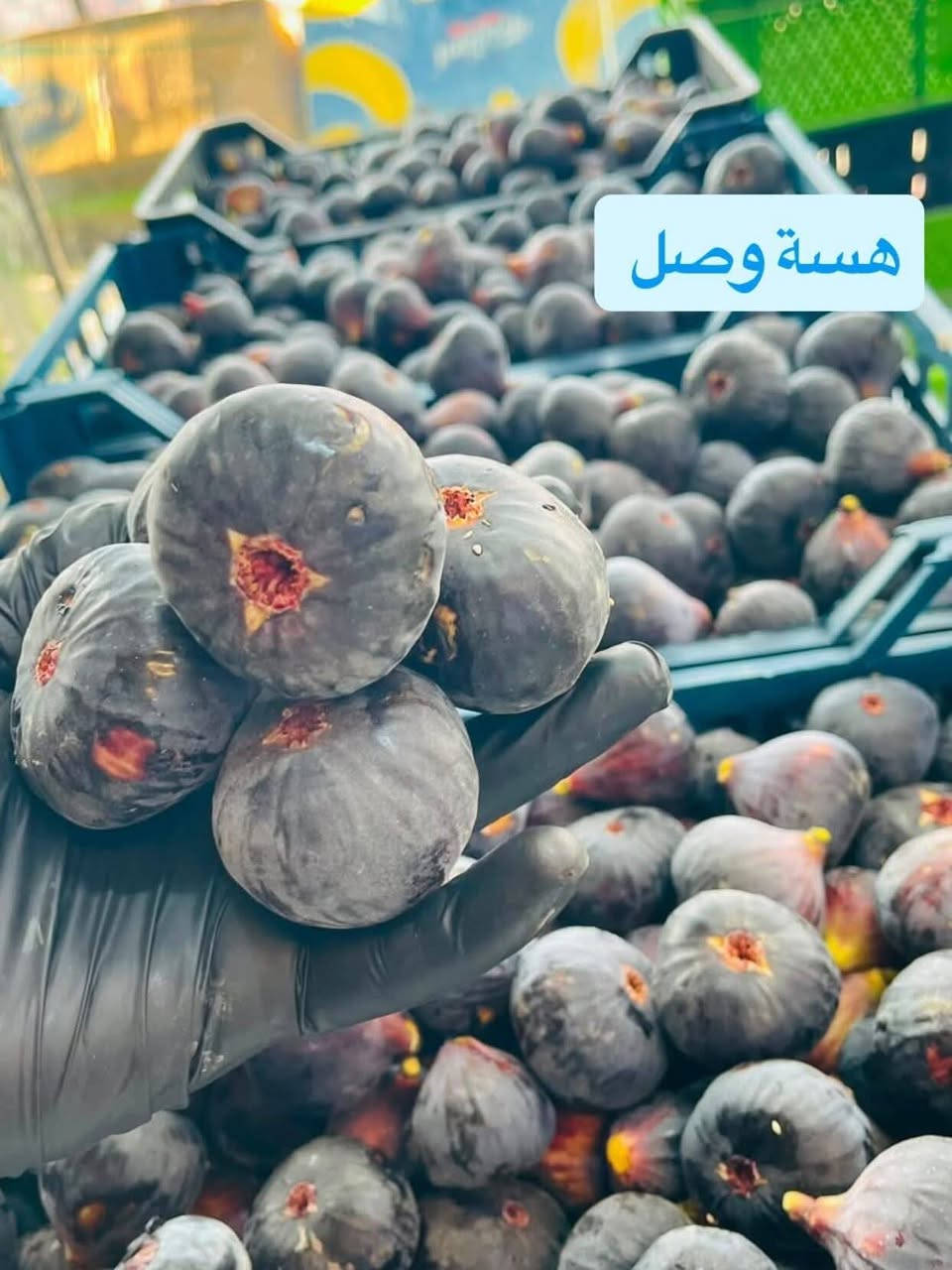 الهم صلي على محمد وآل محمد الطيبين الطاهرين
مسواك اليوم جديد وفول ومكفول

علينه النضافه وترتيب وعليك تنورنه بشوفتك

خوخ مسكي

خوخ كعكي

خوخ صوفي

منكه عسل

خس ابو الطوبه

رمان شرط عسل

رطب علبه

عنب اسود عراقي

عنب ابيض عراقي

عنب ديس العنز عراقي

افكادو

بطيخ جنه شرط عسل

العنوان مقابيل كريم عاشوررررررر

يتوفرخدمه توصيل

***********

#ماركت #الحجي
