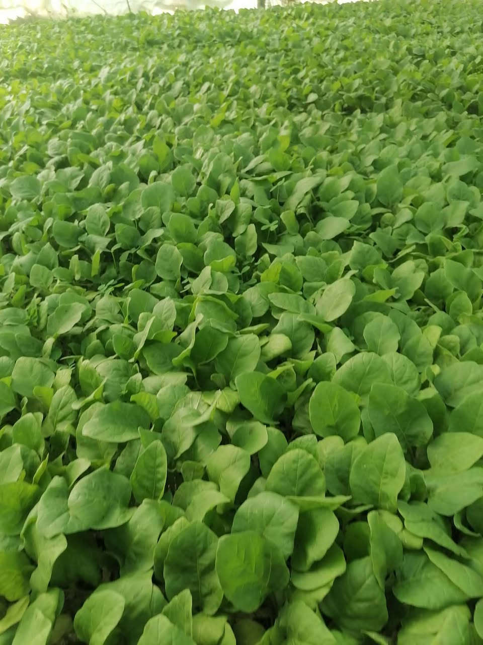 يوجد جميع انواع الدايات جمله ومفرد
  باذنجان 🍆 
طماطه🍅
فلفل بارد🫑
 فلفل حار 🌶️
يوجد توصيل للكميات فقط 
الموقع بابل الحله


**إذا كنت صاحب هذا الإعلان وتريد حذفه لأي سبب، رجاءا أرسل رسالة إلى الدعم الفني**