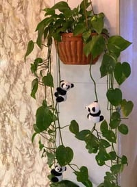 🪴يتوفر لدينا جميع اكسسوارات نباتات وسنادين بلاستك نوعيه ممتازه 🦊🪴 🐼 🚕ت...