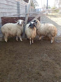 طليان خشنات وزن عشرينات سعر الواحد ٣٧٥ مكاني بغداد تاجي ماعندي توصيل 0...