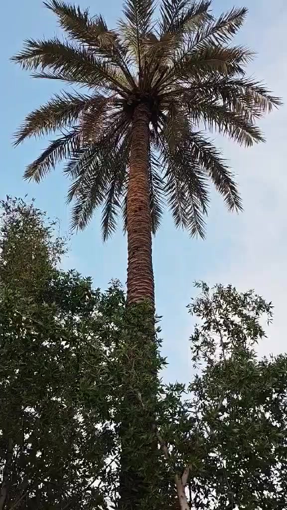 الف متر قبل الجسر الفرنسي سند 25معه مشتمل ***********
