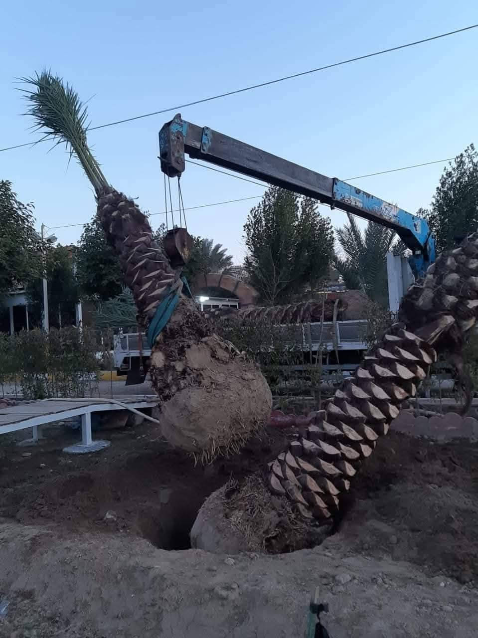 [١٠‏/٧، ١١:٠٤ م] ‏‪+964 783 118 3062‬‏: 🌴 بسم الله الرحمن الرحيم 🌴

✨ إن شاء الله موسم خير وبركة على الجميع ✨

📢 مستعدون لتجهيز جميع دوائر الدولة، وكافة المزارع الخاصة والعامة، بأفضل أنواع فسائل النخيل.

✅ متوفر لدينا جميع الأحجام والأصناف:

🌴 العمراني • البرحي • مكتوم • الخستاوي • القيطاس • الجمالي • الأشرصي • الأبرين • الحمراوي • الشكر • الأشويثي الأصفر

🚚 متوفر خدمة توصيل إلى جميع محافظات العراق.

📞 للحجز والاستفسار، يرجى مراسلة الصفحة أو الاتصال على الأرقام التالية:

📱 ***********
📱 ***********
📱 ***********

🌴 نسأل الله لكم موسمًا زراعيًا مباركًا ورزقًا وفيرًا.
[١٠‏/٧، ١١:٠٤ م] ‏‪+964 783 118 3062‬‏: 🌴 بسم الله الرحمن الرحيم 🌴

✨ إن شاء الله موسم خير وبركة على الجميع ✨

📢 مستعدون لتجهيز جميع دوائر الدولة، وكافة المزارع الخاصة والعامة، بأفضل أنواع فسائل النخيل.

✅ متوفر لدينا جميع الأحجام والأصناف:

🌴 العمراني • البرحي • مكتوم • الخستاوي • القيطاس • الجمالي • الأشرصي • الأبرين • الحمراوي • الشكر • الأشويثي الأصفر

🚚 متوفر خدمة توصيل إلى جميع محافظات العراق.

📞 للحجز والاستفسار، يرجى مراسلة الصفحة أو الاتصال على الأرقام التالية:

***********
***********

🌴 نسأل الله لكم موسمًا زراعيًا مباركًا ورزقًا وفيرًا.
