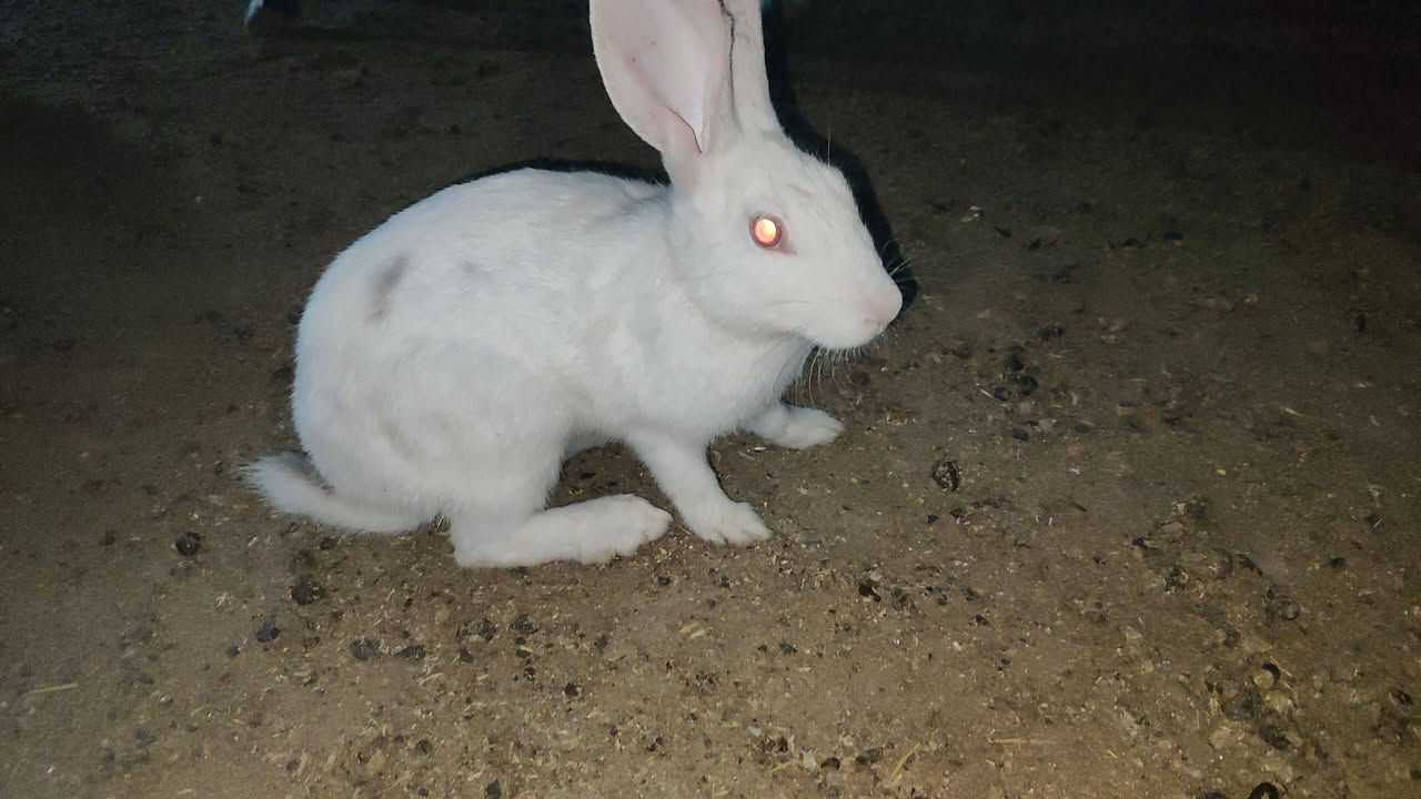 فحل ونثايه عشره 
***********
