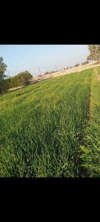 ٦٨ دونم • مقابل النيل • واجهة على الدولي