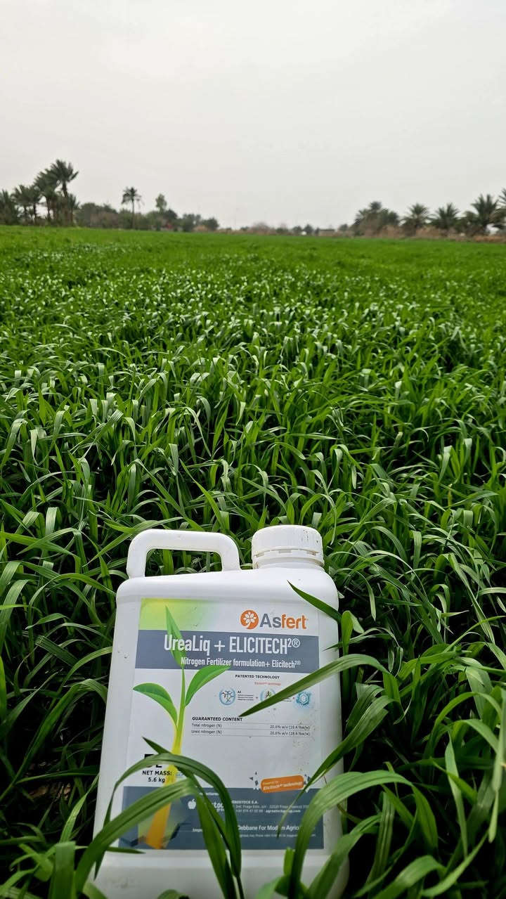 🌿🔬 نتائج استخدام يوريا سائل
🇪🇸 من شركة اكري ستوك الإسبانية
📦 استيراد شركة دبانه للزراعة الحديثة
بعد 14 يوم فقط من الاستخدام ظهرت النتائج بشكل واضح 👇
✅ زيادة واضحة في النمو الخضري
✅ لون أخضر داكن وصحي للأوراق
✅ تحسن سريع في الامتصاص والاستجابة
✅ تقليل أعراض نقص النتروجين
✅ دفع قوي للنبات خصوصاً بالمراحل الأولى

اليوريا السائلة تمتاز بسرعة الامتصاص والذوبان الكامل، مما يعطي استجابة أسرع مقارنة باليوريا الحبيبية، خصوصاً بالرش الورقي أو الإضافة مع منظومات الري الحديثة.
النتيجة كانت واضحة بالحقل من أول أسبوع، وبعد أسبوعين الفرق أصبح ملحوظ جداً 🌱🔥
للاستفسار أكثر عن الجرعات وطريقة الاستخدام تواصلوا معنا.
#الزراعة #يوريا_سائل #دبانه_للزراعة #تغذية_نباتية #نتائج_مضمونة


**إذا كنت صاحب هذا الإعلان وتريد حذفه لأي سبب، رجاءا أرسل رسالة إلى الدعم الفني**