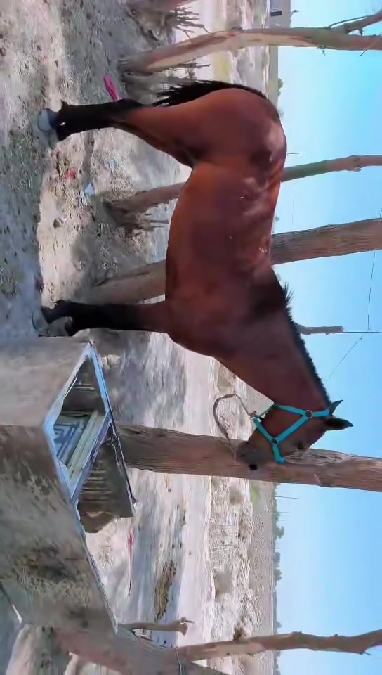 يا الله السلام عليكم خيالتنه العزاز خيل العدد 2 البيع الخيل صاغ سلم صغار عمر سعر الكل 1300 وبيهن مجال المكان الحمزه الغربي توصيل الجميع المحفضات حسب النتفاق *********** يوجد واتساب الشراي بي خير ويدلل
