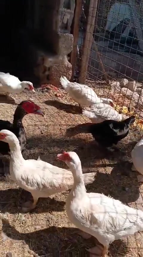 بط مصري ٧اناثي وفحل واحد صغير زوج ب ٣٠ واذا شلع بيها مجال


**إذا كنت صاحب هذا الإعلان وتريد حذفه لأي سبب، رجاءا أرسل رسالة إلى الدعم الفني**