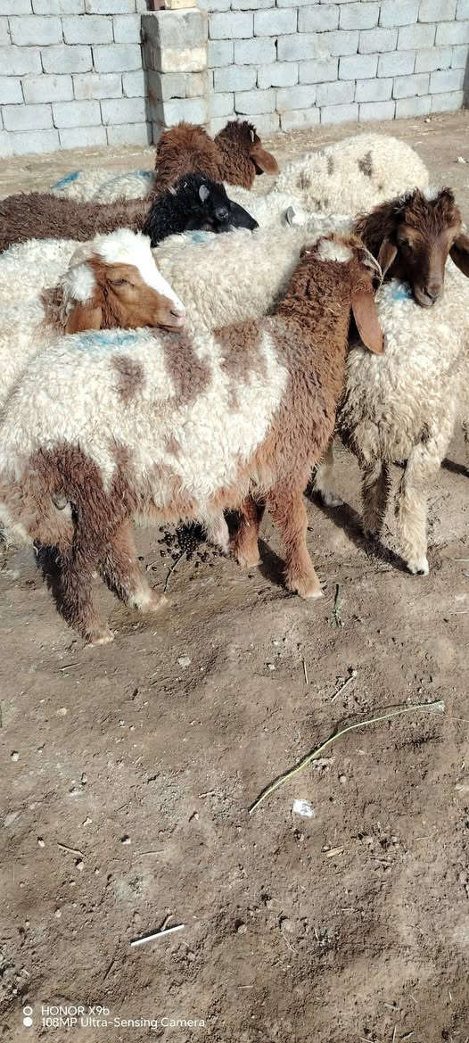 طليان عدد 12 خشنات وسمان كلش خير من الله 
مال بررر يرهمن كصابه وجني ونذر وضحيه وهديه 
مشروطات كافه شروط الجني وصحاه 
مكاني ناصريه سيددخيل 
سعر الواحد 275 
الشراي يتصل واني بخدمته 
***********
