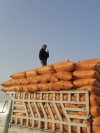 تبن درجه اولى • كيس ٦٠ • الضلوعيه السحاقي