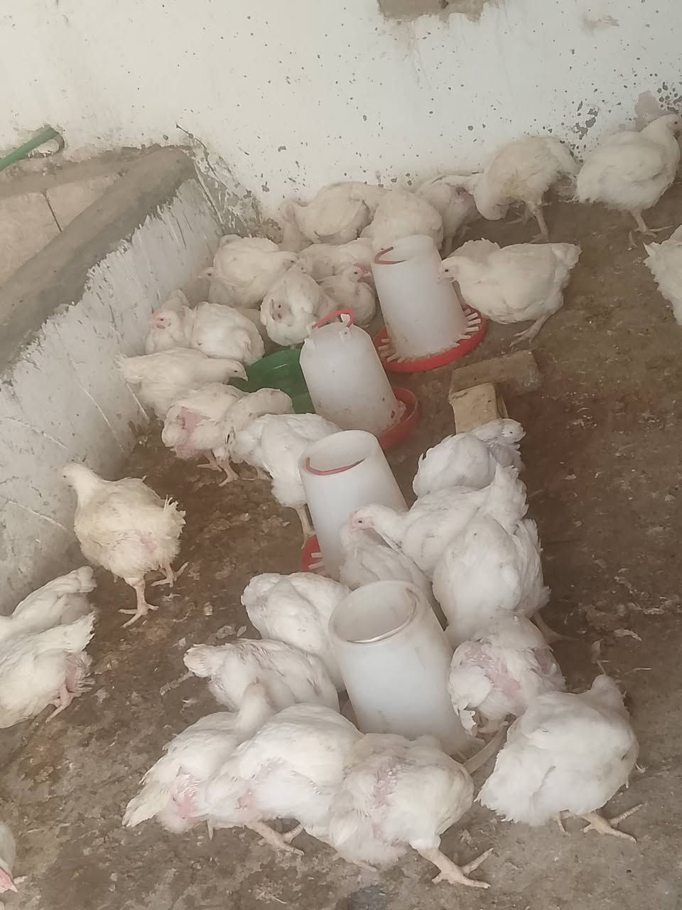 سلام عليكم اخوتنه اهل الورديه 
مستعدين تجهيز جميع المنسبات 
شوي سمك 2000دينار 
شوي 🐓دجاج 2000دينار 

موقعنه مقابل معمل ابو كيره 
هل المناسبات تخفيض بل سعر 
***********
