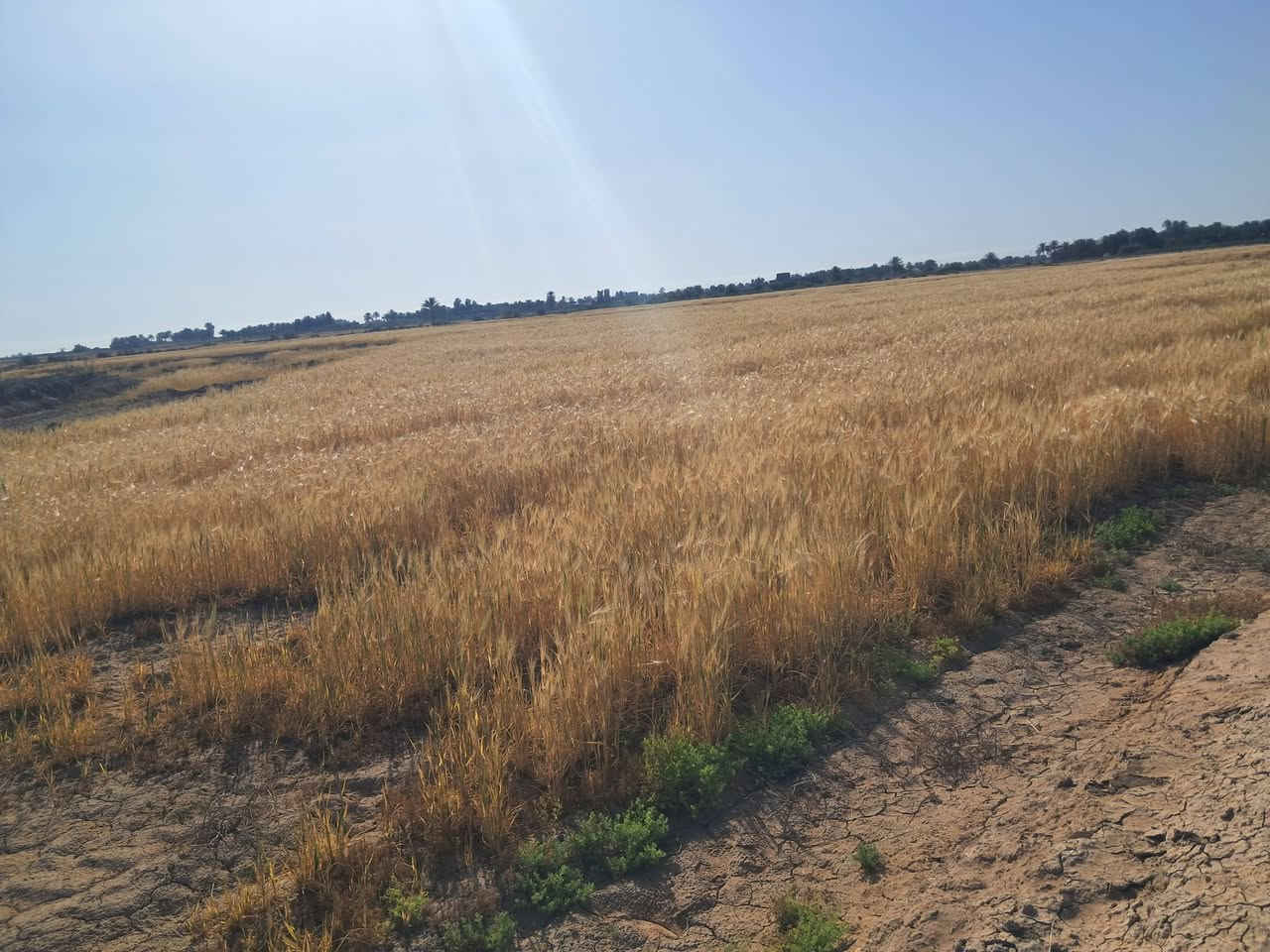 ارض زراعيه للبيع المساحه ٣٠دونم الخميسيه نهر الوطيفيه البوجلد ماء متوفر صالحه للزراعه استفسار ***********
