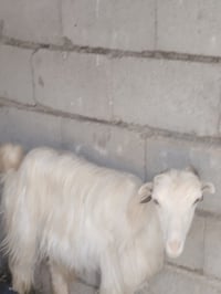 ٣ معز حليب • درجة اولى • الخفاجيه