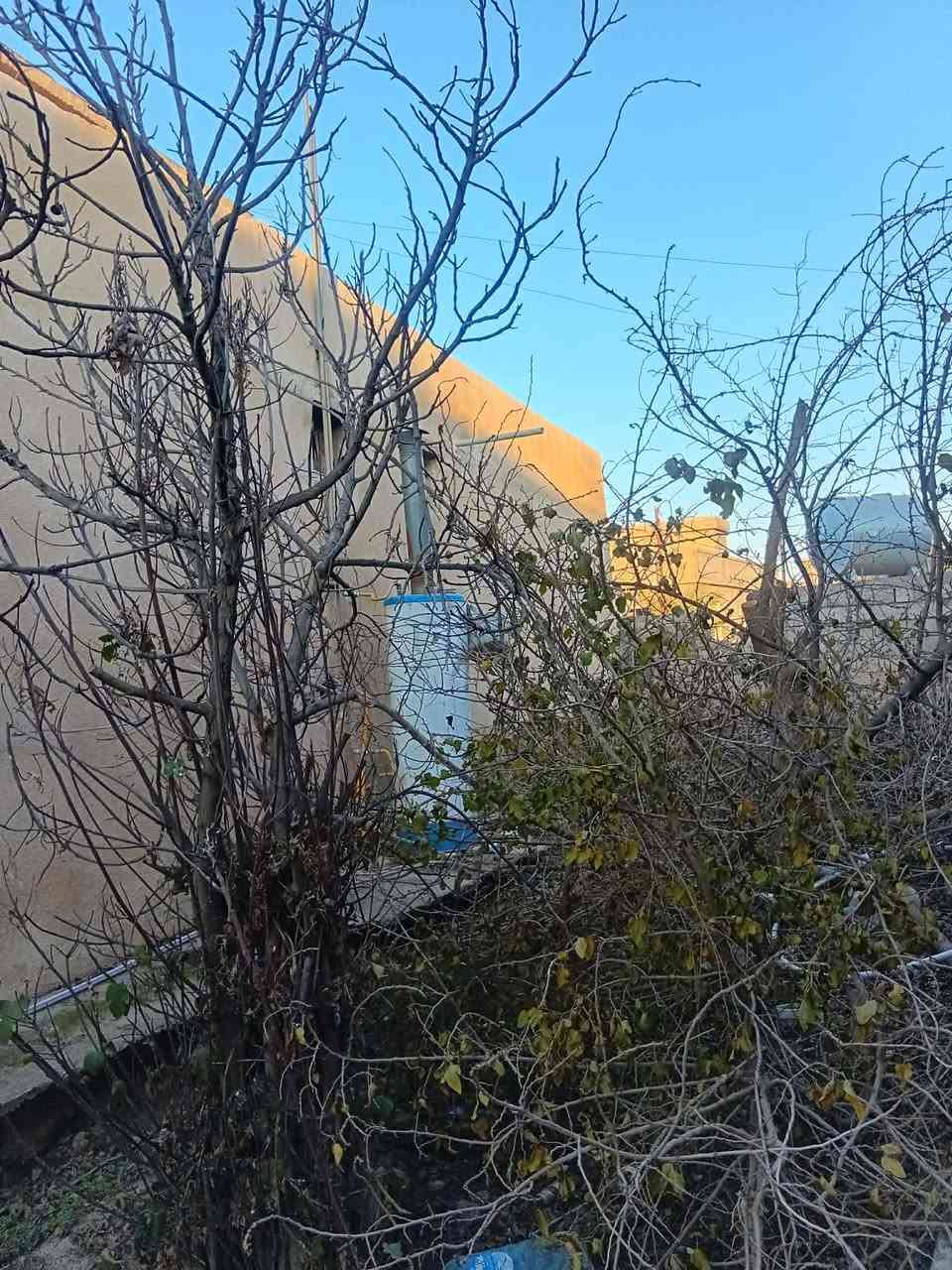 السلام عليكم عندي سجر اليريدو يجي ياخذو مكاني الزويه ***********
