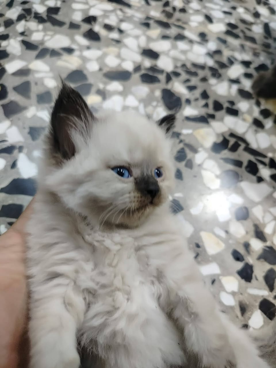 للبيع قطه هي وجهالها عدد 6
المكان مجمع ابن يقطين السكني


**إذا كنت صاحب هذا الإعلان وتريد حذفه لأي سبب، رجاءا أرسل رسالة إلى الدعم الفني**