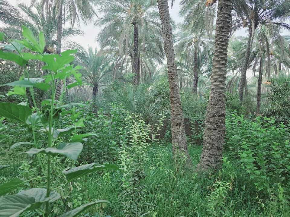 يالله أللهم صل على محمد وآل محمد) 

ليوم جبنالكم عرض جميل جدا بستان مخدومة بالكامل راحة

 نفسية  تريد ترفيهي تريد سكن للبيع دونم اله ربع المساحة بالامتار 

 1875  متر   نوع السند طابو زراعي

 سند 25 تحويل سهم مباشر بأسم المشتري  ينزل أسمك بالسند سهم تتوفر كافة

 الخدمات ماء سقي سيح ماء اساله كهرباء مولد جميع

 الخدمات متوفرة منطقة هادئة جدا 

 العنوان كربلاء الحسينية قرب جسر 🌉 الإبراهيمية

 الها مدخلين مدخل الأول من شارع الحسينية ومدخل الثاني

 من شارع الابراهيمية تبعد عن شارع الحسينية 1200 متر

 وتبعد عن شارع الابراهيمية كيلو ونص او اقل وعن جسر

 🌉 الإبراهيمية 2 كيلو وعن مركز المدينة 12 كيلو 

#السعر   175  مليون مع المجال للجاد بالشراء للاستفسار

 اكثر اتصلوا بالأرقام التالية 

(  ‏‪***********‬‏  ) (  ***********   )

ابو فاطمة عنوان المكتب شارع الحسينية قرب جسر 🌉 الإبراهيمية مقابل شارع عون مكتب النافعي للعقارات كربلاء  النافعي للعقار    #اشاره #الاصدقاء #متابعين #اكسبلور #الجميع👈 @إشارة
