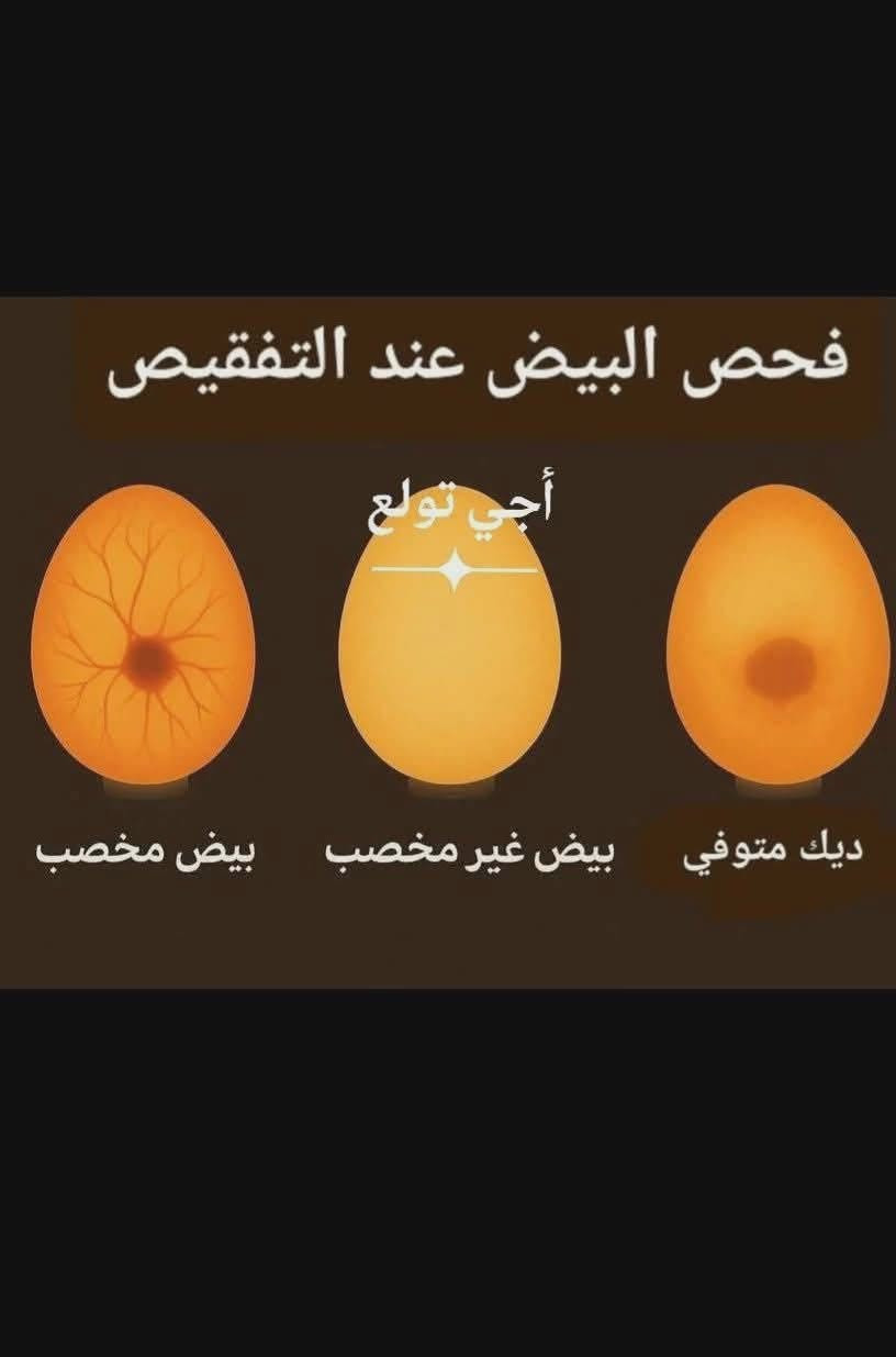 🦆 🐥  🦃 🦚   🦢 🦜
 نسبه فقسها 98 / 100
أنت تم الأشاره إليك من قبل النجمه الذهبيه للمفاقس عن تصفية مخازنها بعرض خاص للتنزيلات في اسعارها لايتكرر  حيث يتوفر لديها اعداد قليله من المفاقس الفول توماتيك تقليب الكتروني توقيتي ملحق بالمفقس قناني ماء لتزويد المفقس ذاتياً بالماء من دون تدخل بشري للحفاض على درجة رطوبة المفقس والتي تعمل باللمس وتشتغل على الكهرباء وبطاريه 12فولت مباشر من دون عاكسه مزودة بتقنية عالية الجودة وبأسعار مناسبه مزوده بسونار لفحص تخصيب البيض وكذلك جهاز انذار للتنبيه عند حدوث اي خلل وبشاشه ديجتل لقراءة درجة حرارة ورطوبة المفقس وباحجام وسعات مختلفه تبداء من
 12و 16 و 36 و 48 بيضه ...
مفاقسنا تصلح لفقس جميع انواع بيوض الدواجن
🦆 🐥 🐓 🦃 🦚 🦢 🦜
 نسبه   فقسها    تتخطى   98  بل 10
ولدينا خدمة توصيل لجميع محافظات العراق 
للحجز والاستفسار على الهاتف والواتساب ***********
سارع بالحجز قبل نفاذ الكميه المتبقيه ...
