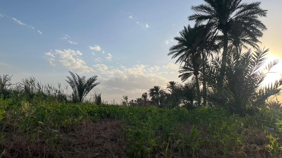 بستان طابو صرف سند ٢٥
الموقع :-

الحيرة/ قريه المراشده .

ع الشارع العام يحتوي طريق خاص بالارض عرض ٦ م  . وواجهة الارض ع طريق المراشده.

تبعد عن طريق القوسي الجنوبي الجديد ٧٥ م .

مساحة الارض ٦ دونم .

يحتوي على ماطور كاز ٨ حصان .

تسقى من خلال نهر البديرية وابو جذوع.

يحتوي كهرباء رسمي ميزانيه زراعي. 

يحتوي اجود انواع النخيل .

تزرع جت مع محصول موسمي .

كهرباء وماء وتبليط مخدومة.
————————————-
بالامكان بيع دونمين
للتواصل :-
***********
