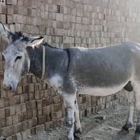 زمال تعبأ البيع 07833657775 معامل نهروان
