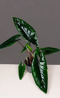 نباتات هولندية • نباتات جديدة • توصيل لكل المحافظات