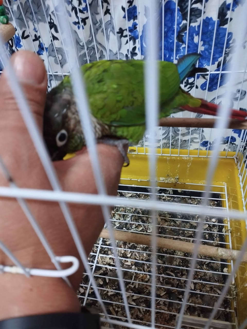 كنيور فول اليف يركص بشرط فول اليف مكان بغداد جادريه قرب نادي فروسي ***********سعر 120 بغداد, العراق
