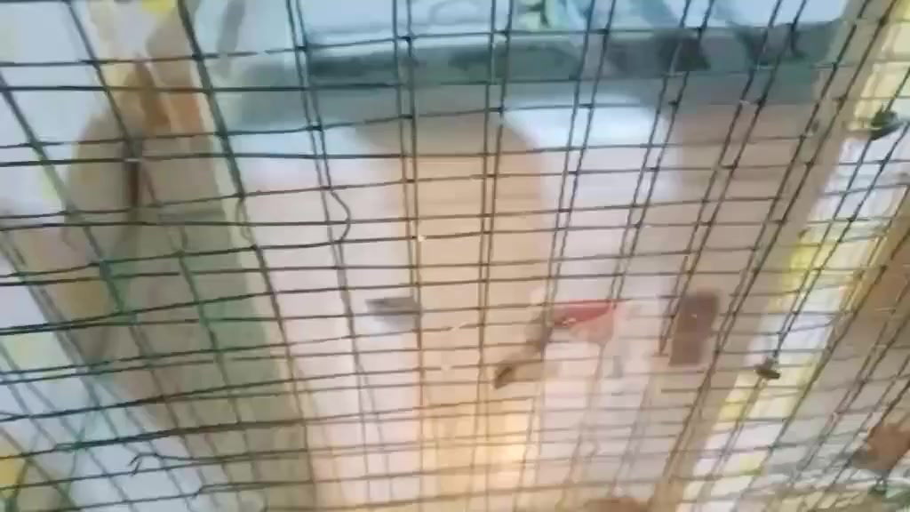 بسم الله الرحمن الرحيم 🌹 توفرت الان  وعرض خاص.فقاسات فلين  ناجحه جدا وبنسبه كبيرة والحمدلله 🥰  لجميع انواع البيض 🕊️🐥🐣🐦🦆🦢🐓🦩���������
الحراره 🌞اوتوماتيك 
الرطوبه 💦اوتوماتيك 
ملاحظه 👌التوصيل مجانأ
عدد 60بيضه ب65 الف   ✅
سعه 100بيضه ب85الف✅ + التوصيل  لباب بيتك 
 مواد كله اصلي تقليب يدوي ..تتحمل انقطاع الكهرباء⚡ اكثر من 5ساعات  استخدامها سهل جدا ضمان الفحص ومتابعة المشتري الى يوم التفقيس🐣 اي استفسار*********** اتصال وواتساب 
يوجد توصيل لجميع محافظات العراق مجاناً مجانأ 🚕🚘🚖🚎🚚🚚🚚🚚
