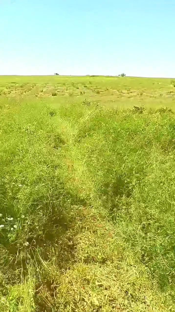 🚜✂️
متوفر قص وتنظيف الأعشاب والحشائش بالحاشوشة / الحصادة
شغل مرتب وسريع للمزارع والأراضي والحدائق 🌱

✔️ قص الأعشاب اليابسة والخضراء
✔️ تنظيف الأراضي والبساتين
✔️ شغل سريع ودقة بالعمل

📞 للتواصل: ***********

⚠️ ملاحظة: الحاشوشة ليست للبيع ولا للإيجار
