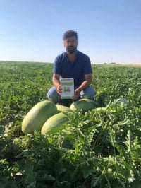 صنف كريمزون سويت (CRIMSON SWEET F1 - CRISTO F1) – من شركة Veggie Seeds...