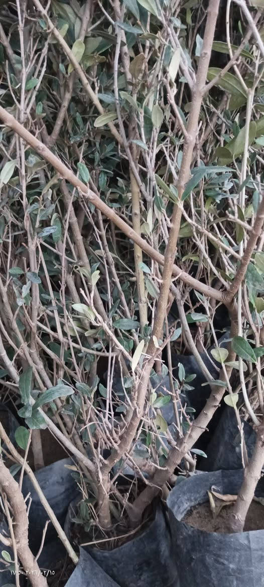 السلام عليكم 
زيتون خستاوي وتفاحي احجام من متر ونص إلى مترين السعر 1250 جمله العنوان بغداد صدر القناة شارع المخيم قرب العلاج الطبيعي 
***********
