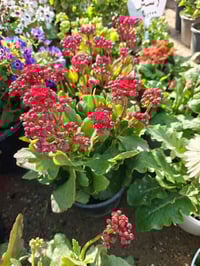 مشتل • زهور مميزة • الفلوجة