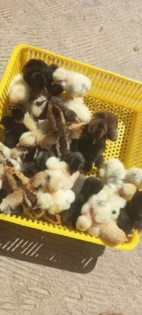 فقاسه فلين تفقيسه خير من الله تلزم 85بيضه واكثر  سعر 80الف  للستفسار 0...