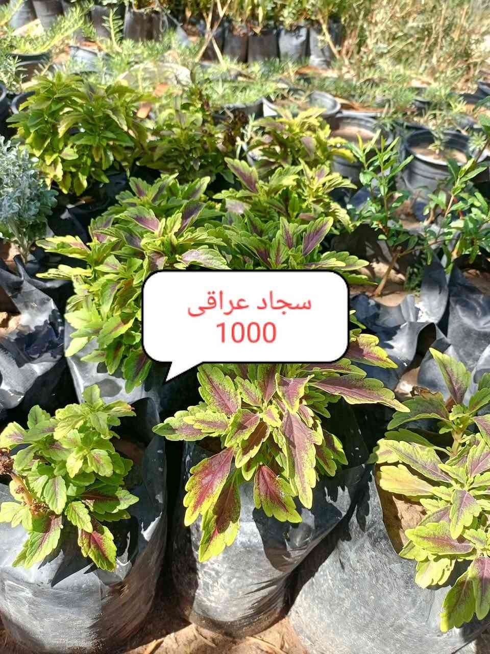 مشتل الجمعيه
على بركه الله توفرت مجموعه من النباتات الخارجية جمله ومفرد 
الدجيل الجمعيه خلف الدفاع المدني 
للاستفسار والحجز مازنجر واتساب ***********
