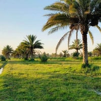 النجف الاشرف • ٣ دوانم • طريق الزوار